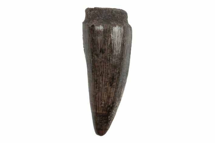 Cretaceous Boreal Crocodile Tooth - Hell Creek Formation #218534